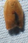 Clepsis consimilana