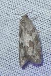 Cnephasia