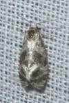 Phalonidia manniana/udana