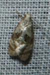Phalonidia manniana/udana