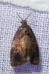 Ditula angustiorana