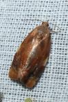 Ditula angustiorana