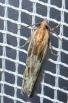 Eucosma gr. cana