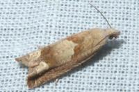 Eucosma conterminana