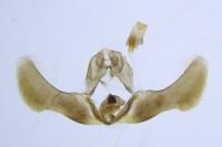 Epiblema similana