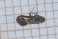 Antispila metallella