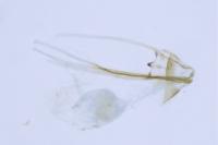 Antispila metallella