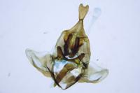 Aphelia viburnana