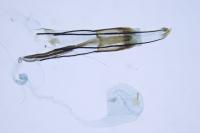 Coleophora deauratella