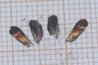 Nemophora prodigellus