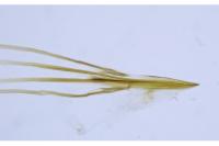 Nemophora prodigellus