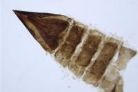Nemophora prodigellus