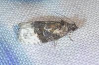 Apotomis betuletana