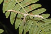 Emmelina monodactyla