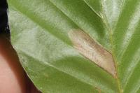 Phyllonorycter maestingella