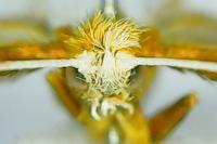 Nematopogon swammerdamella