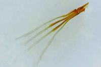 Nematopogon swammerdamella
