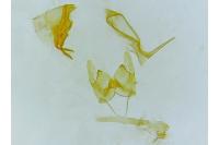 Nemapogon agenjoi