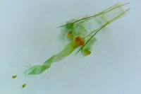Sorhagenia rhamniella