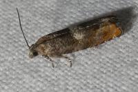 Epinotia rubiginosana