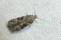 Neotelphusa sequax
