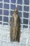 Bactra lancealana