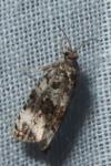 Endothenia