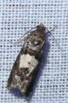 Epiblema