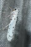 Yponomeuta