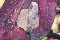 Antispila petryi