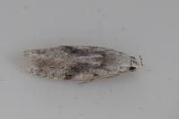 Carpatolechia alburnella