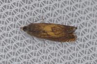Dichrorampha vancouverana