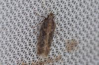 Chionodes distinctella