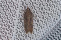 Chionodes distinctella