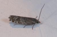Epinotia mercuriana