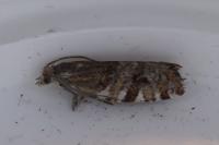 Epinotia mercuriana