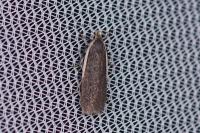 Nothris lemniscellus