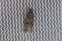 Gelechia muscosella