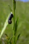 Coleophora vibicella
