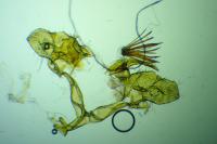 Falseuncaria ruficiliana