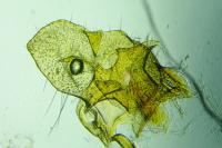 Falseuncaria ruficiliana