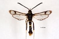Synanthedon andrenaeformis