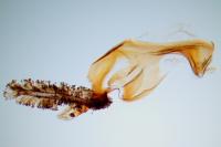 Synanthedon andrenaeformis