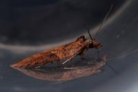 Acleris hastiana