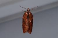 Acleris hastiana