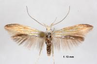 Coleophora currucipennella