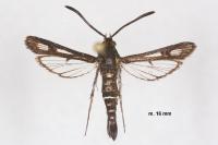 Chamaesphecia aerifrons