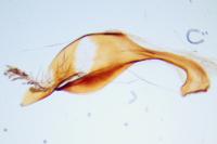 Chamaesphecia aerifrons