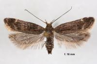 Aroga velocella