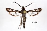 Pyropteron leucomelaenum